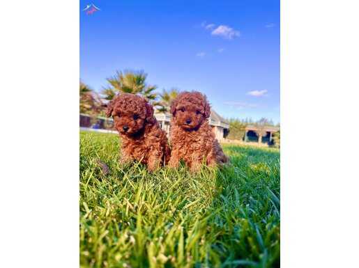 RUHSATLİ ÇİFLİKTEN %% ORJİNAL RED BROWN TOY POODLE YAVRULARI