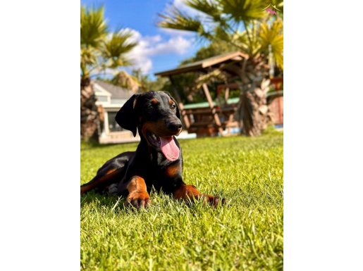 SECERELİ EĞİTİMLİ DOBERMAN YAVRULARI İSTANBUL 