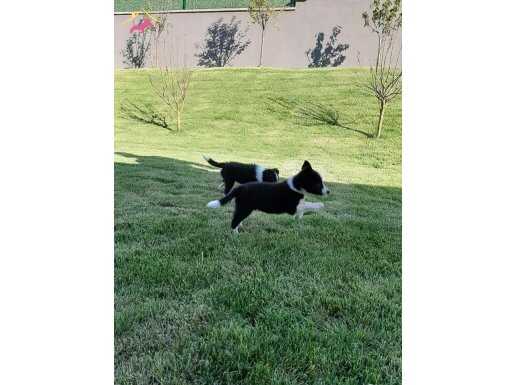  BORDER COLLİE YAVRULARİ ISTANBUL 