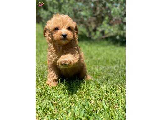 RUHSATLİ ÇİFLİKTEN MALTİPOO YAVRULARİ 