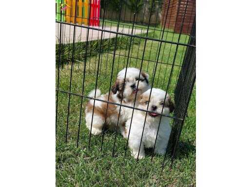 Shih tzu yavrulari 