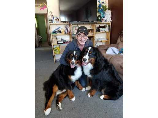 RUHSATLİ ÇİFLİKTEN BERNESE MOUNTAİN DOG YAVRULARI 