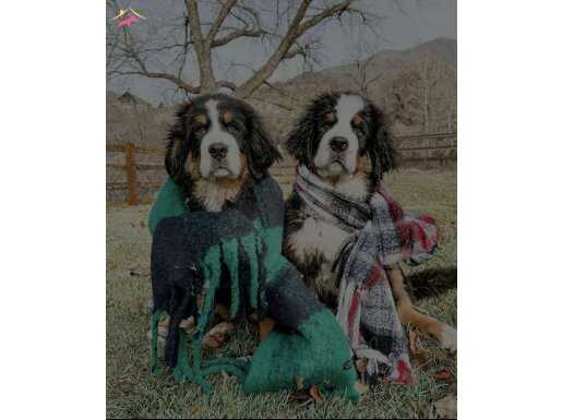 RUHSATLİ ÇİFLİKTEN ÖZEL BERNESE MOUNTAİN DOG YAVRULARI 