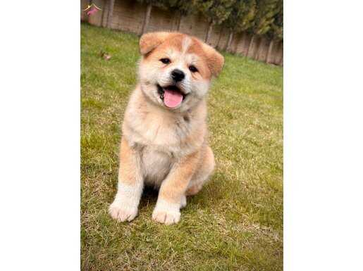 Ruhsatlı Köpek Çiftliğinden Japon Akıta Yavruları 