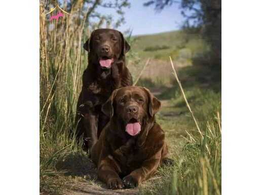 BİR BİRİNDEN ÖZEL LABRADOR YAVRULARI SİZLERİ BEKLİYOR 