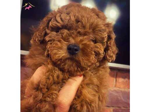 Birinci Sınıf Red Brown Poodle Bebeklerimiz 