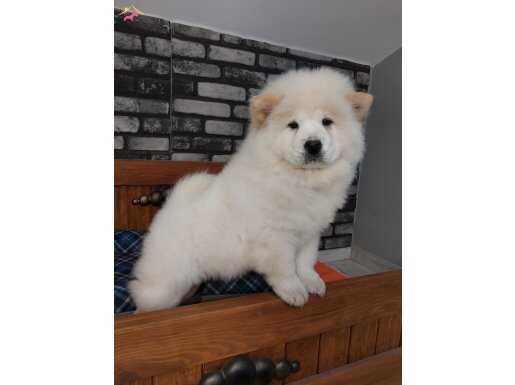 Özel Formda A kalite Chow Chow Yavruları 