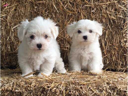 Maltese Terrier Yavrularımız 