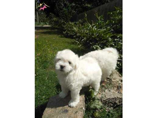 EN SEVİMLİ MALTESE TERRIER YAVRULARI İSTANBUL 