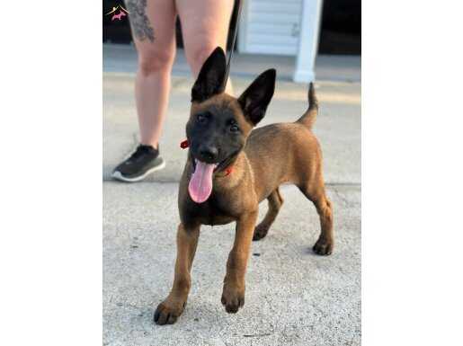 Belçika malinois yavruları sizleri bekliyor 
