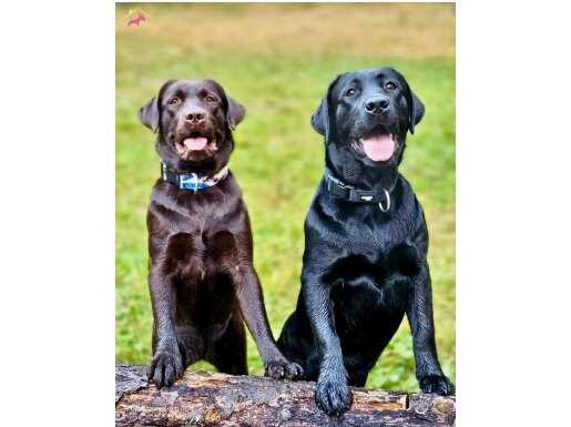 ÖZEL LABRADOR RETRİEVER YAVRULARI İSTANBUL 