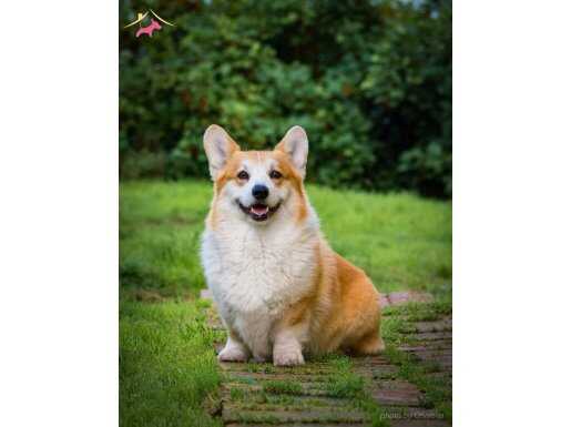 Secereli Welsh Corgi Yavruları İstanbul 