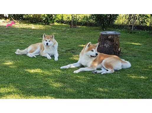 JAPON AKİTA INU YAVRULARİ İSTANBUL 