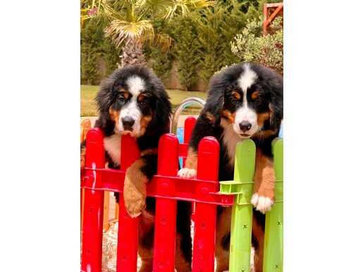 RUHSATLI BERNESE MOUNTAİN DOG YAVRULARI İSTANBUL 