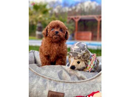 RED BROWN TOY POODLE YAVRULARI İSTANBUL 