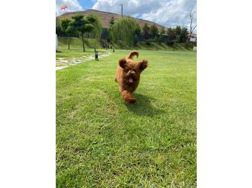 TOY POODLE YAVRU İSTANBUL 