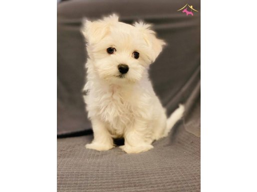 Kar Beyaz Enfes Maltese Terrier Bebeklerimiz 