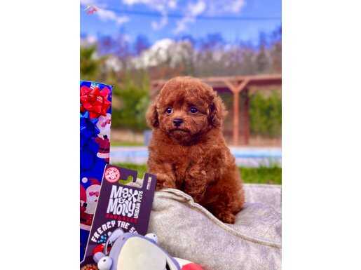 Yok Böylesi..Enfes Red Brown Poodle Bebeklerimiz 