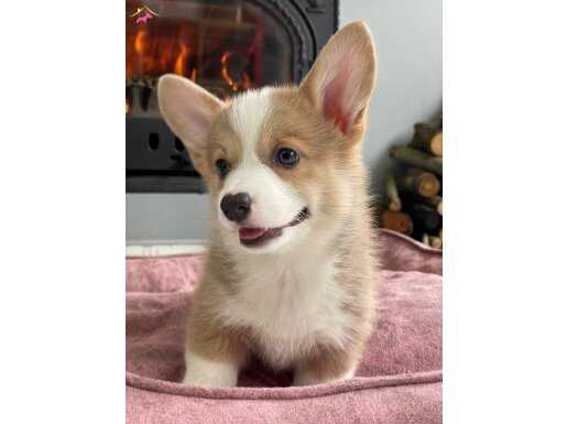 EN ARANILAN ırk Welsh Corgi Yavruları Geldi 