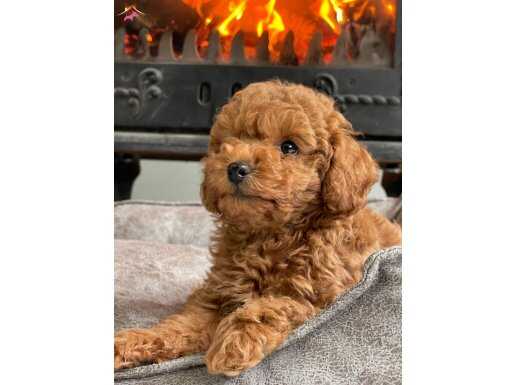 Üst Kalite Poodle Yavrularımız 
