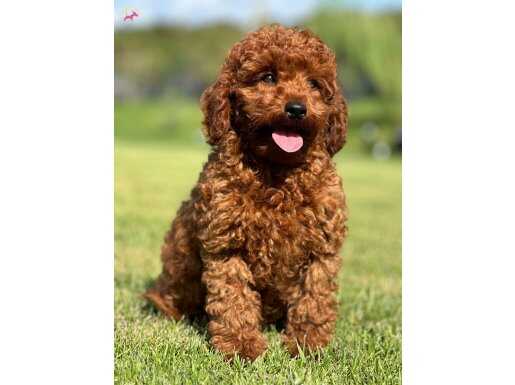 Red Brown Toy Poodle Bebeklerimiz İstanbul 