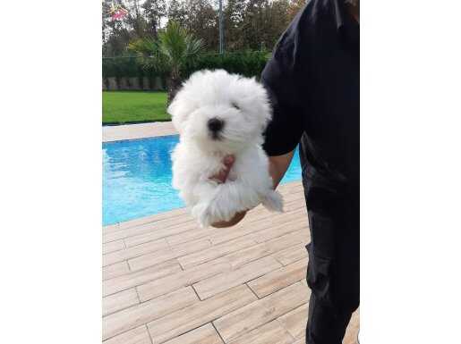 Korekan Tea Cup Maltese Terrier Yavrularımız 