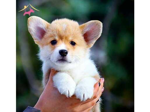 SECERELİ WELSH CORGİ YAVRULARI 