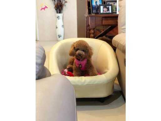 TÜRKİYE'NİN EN ÖZEL ÇİFLİĞİNDEN HARİKA POODLE YAVRULARI 