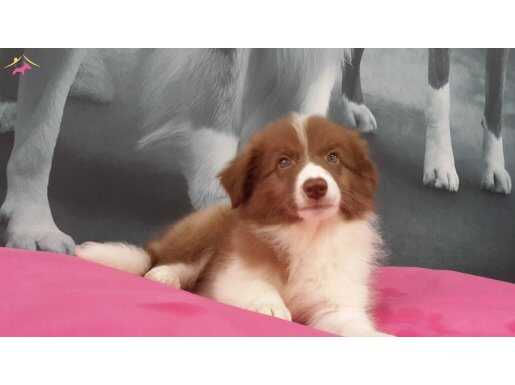 En zeki köpek Border Collie Yavruları 