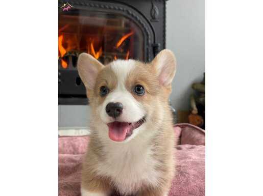 Özel Irk Welsh Corgi Yavruları Çiftlikten 