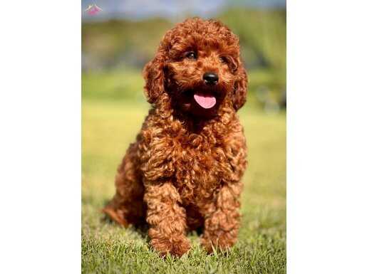 Birinci Sınıf 0 Numara Poodle Yavruları 