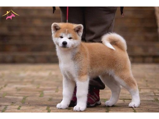 JAPON AKİTA INU YAVRULARİ İSTANBUL 