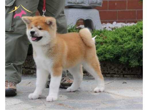 TÜRKİYENİN EN ÖZEL JAPON AKİTA YAVRULARI 