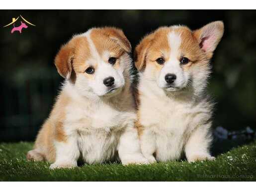 Welsh Corgi Yavruları İstanbul 