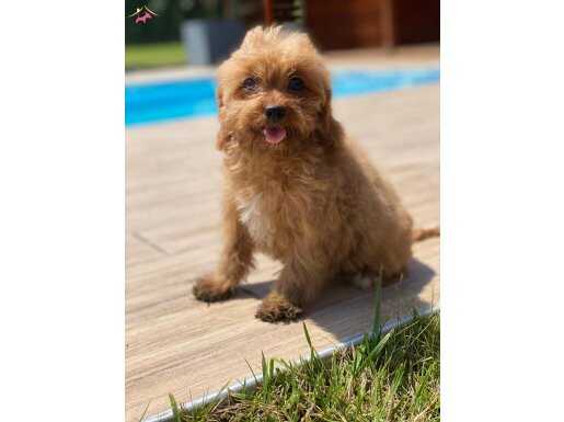Cavapoo Yavrularımız Üst Kalite 