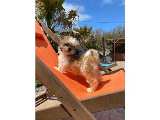 Ruhsatlı Köpek Çiftliğinden Shıhtzu Yavruları 