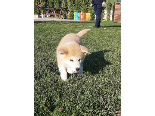 JAPON AKİTA INU YAVRULARİ İSTANBUL 