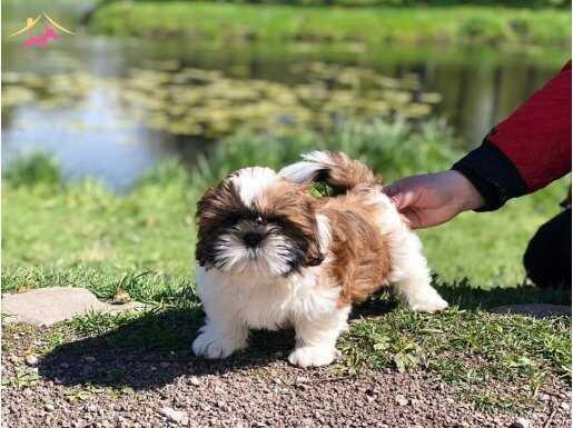 SAĞLIK VE IRK GARANTİLİ SHIH TZU YAVRULARI İSTANBUL 
