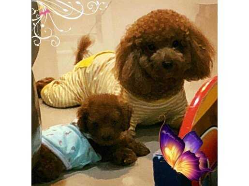 ÖZEL RED BROWN TOY POODLE YAVRULARI İSTANBUL 