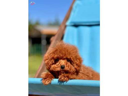 %% ORJİNAL TEACUP RED BROWN POODLE YAVRULARİ 