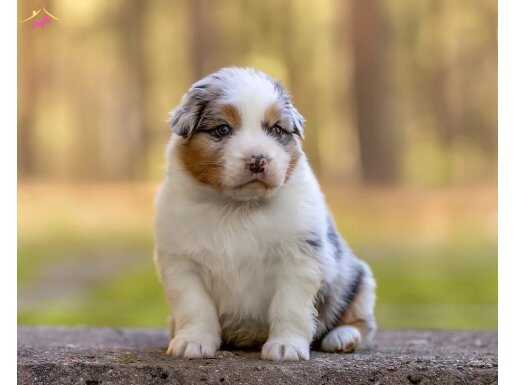 AVUSTRALYA SHEPHERD DOG 