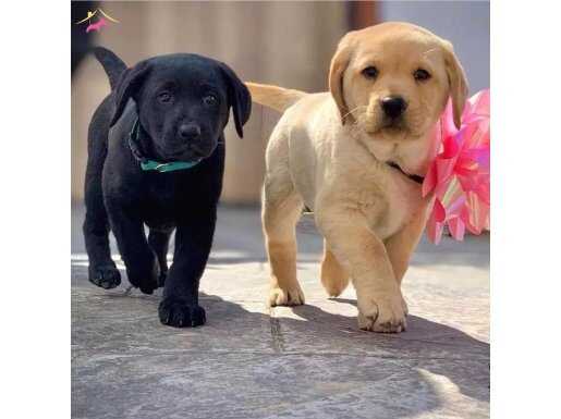 Safkan Çikolata Labrador Yavruları 