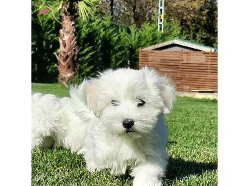 SAĞLIK VE IRK GARANTİLİ MALTESE TERRIER YAVRULARI 
