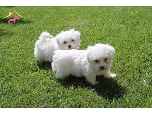 ÖZAL MALTESE TERRIER YAVRULARI 
