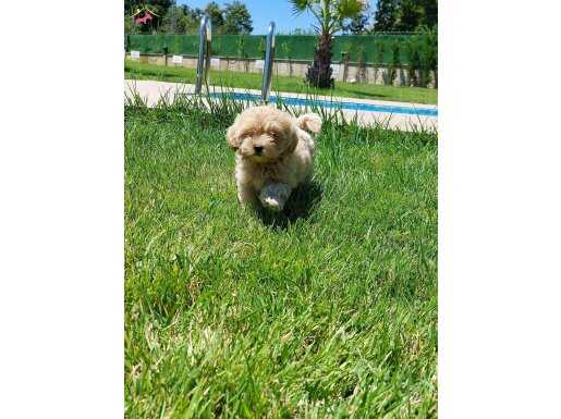 %% ORJİNAL MALTİPOO YAVRULARİ ISTANBUL 