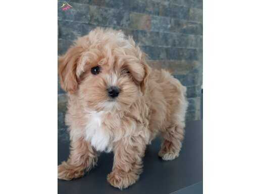 EN SEVİMLİ MALTİPOO BEBEKLERİ SİZLERİ BEKLİYOR 