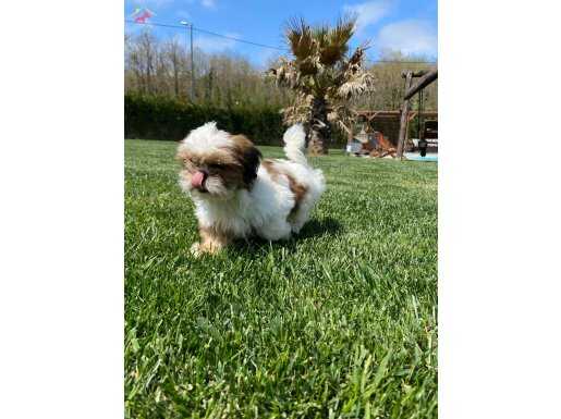 EFSANE GÜZEL SHIH TZU YAVRULARI İSTANBUL 