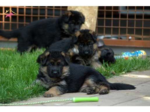 K9 Alman Coban Yavrularımız 