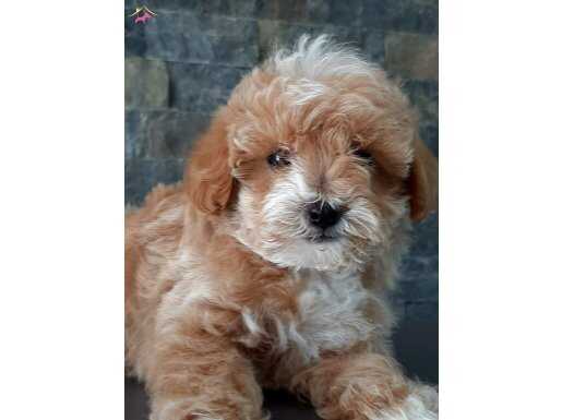 Ustun Kalıte de Maltipoo Yavruları 