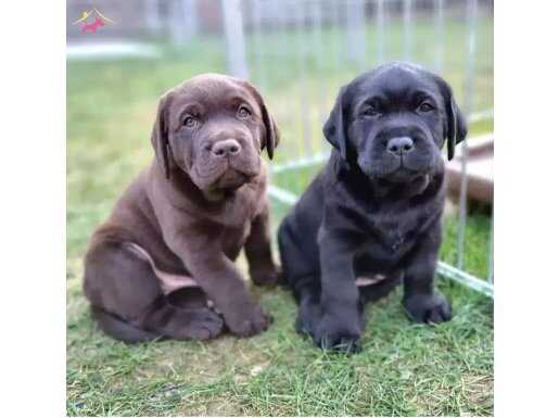Kalite ve Güvenin Adresiden Labrador Retriever Yavruları 
